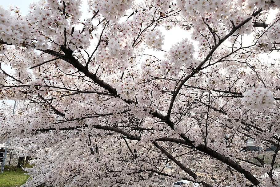 cherry blossom, daegu, wood, landscape, tree, flowering plant, HD wallpaper