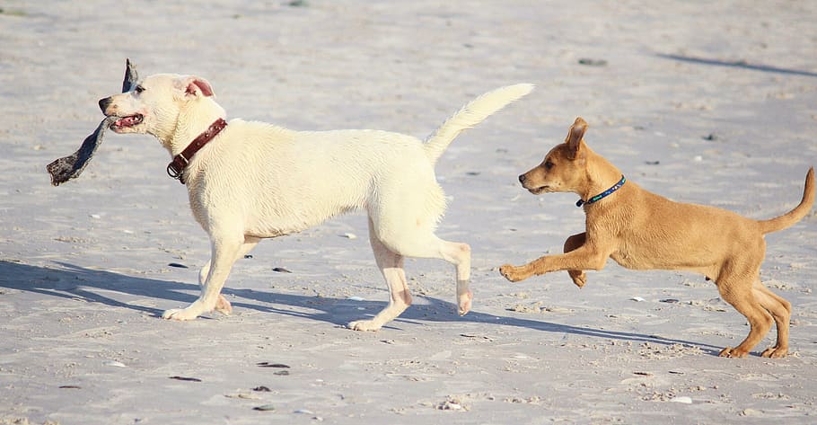 medium short-coated white dog behind short-coated brown puppy on gray surface HD wallpaper