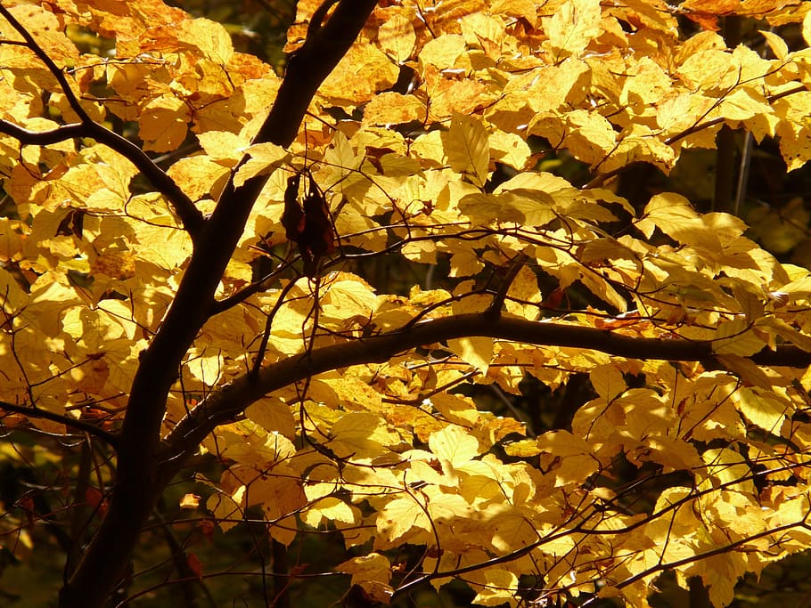 Beech, Fagus Sylvatica, Forest, golden autumn, golden october, HD wallpaper