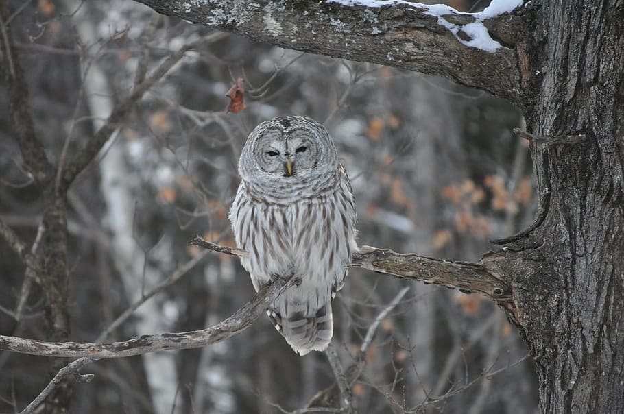 white owl on twigs, winter, bird, wildlife, nature, animal HD wallpaper