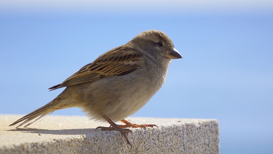 Bird, Sparrow, Ave, Peak, stopped, little bird, nature, fauna HD wallpaper