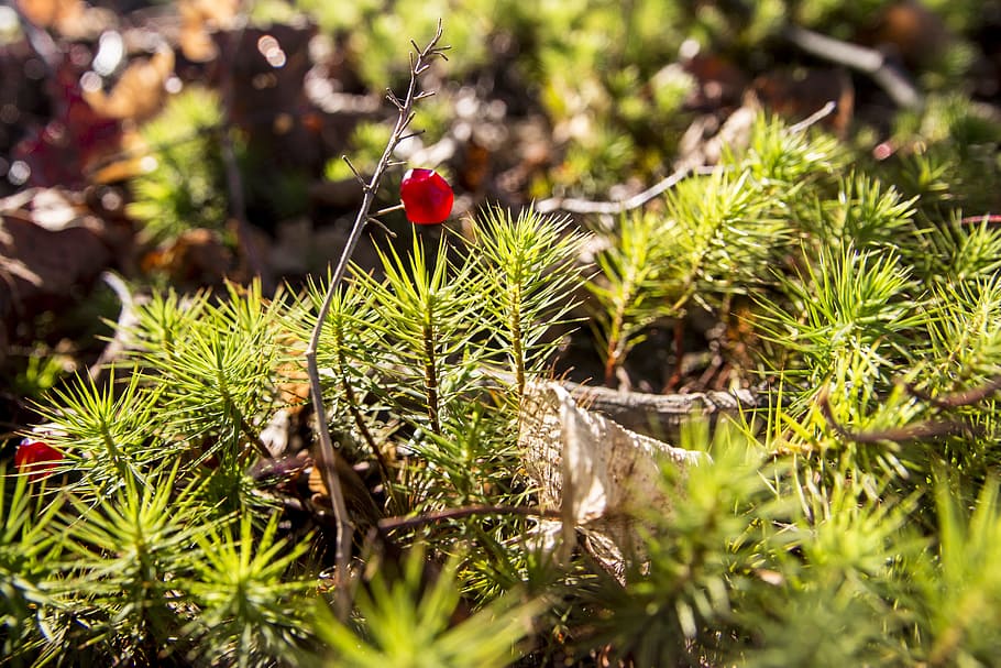 vegetation, fruit, green, plant, growth, green color, nature HD wallpaper