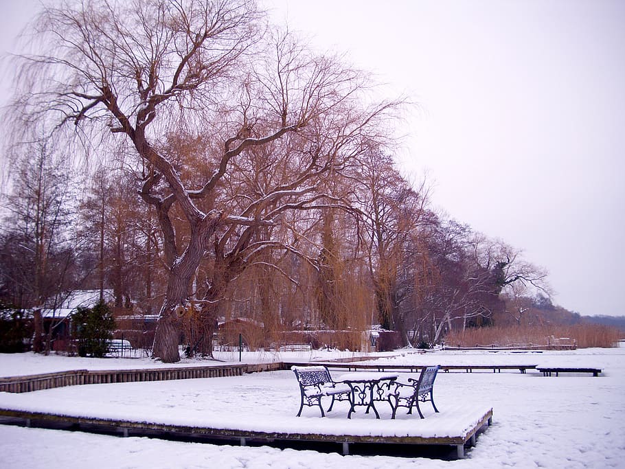 winter, idyllic, snow, tree, cold, snowy, white, winter magic HD wallpaper