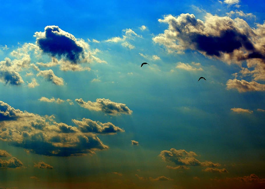 sky, cloud, twilight, birds, blue, cloud - sky, animal themes HD wallpaper