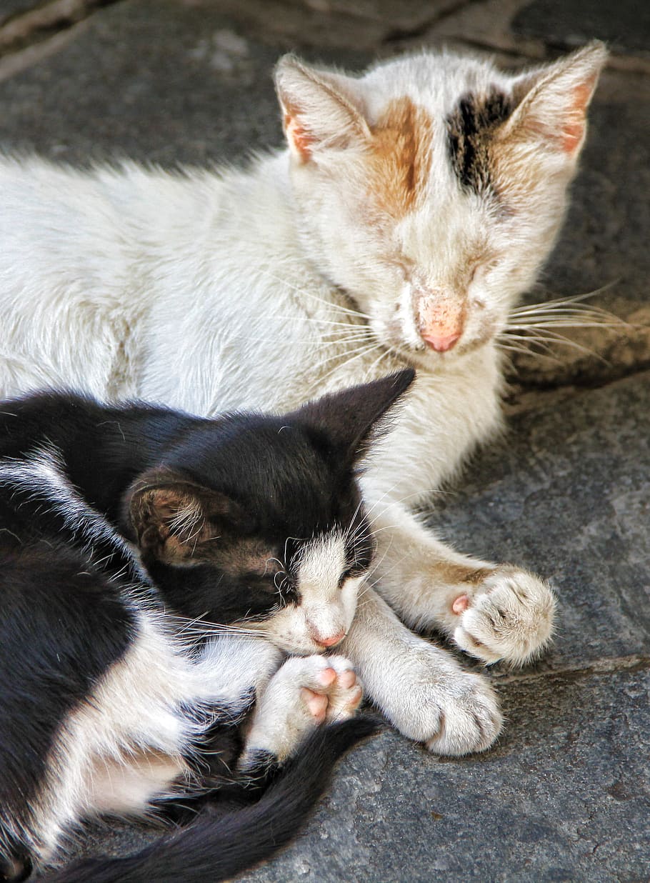 cat, sleep, doze, pet, sweet, lazy, rest, domestic cat, young cat HD wallpaper