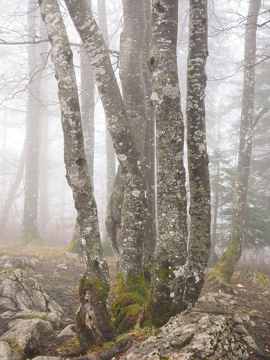 Forest, Tree Trunks, Book, Foggy, trees, haunting, mystical HD wallpaper