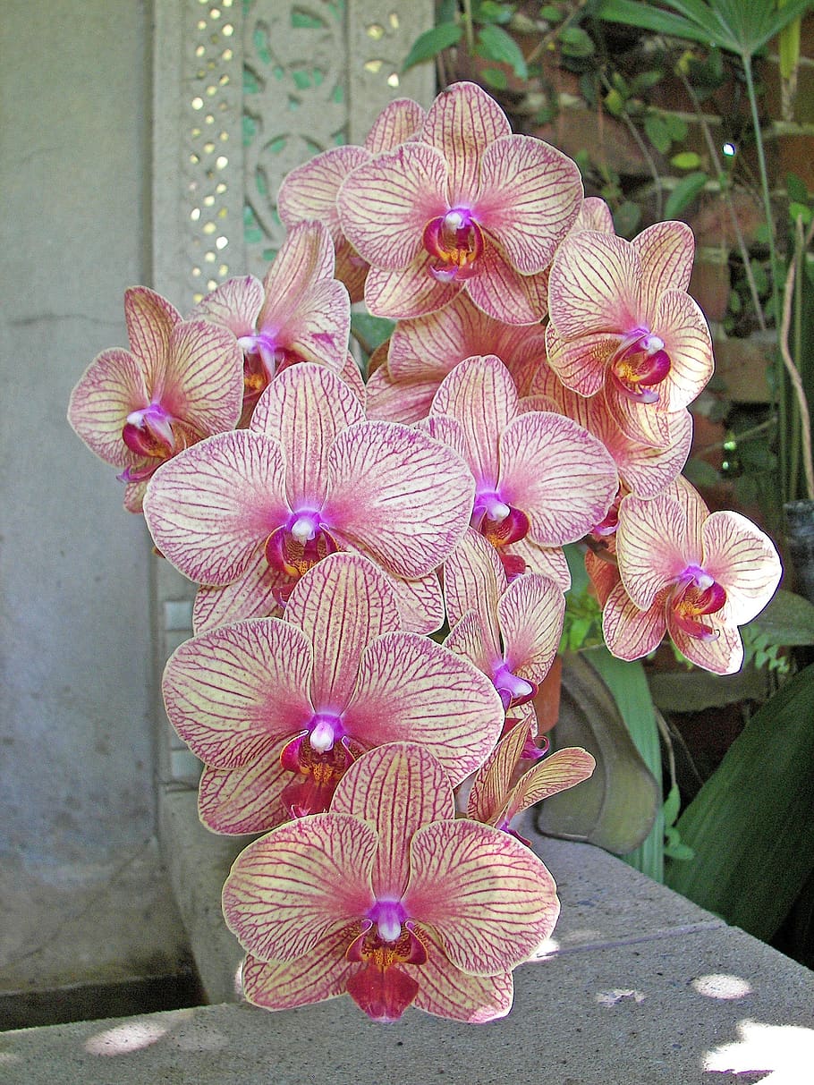 orchids, pink orchids, botanical, flowering plant, pink color HD wallpaper