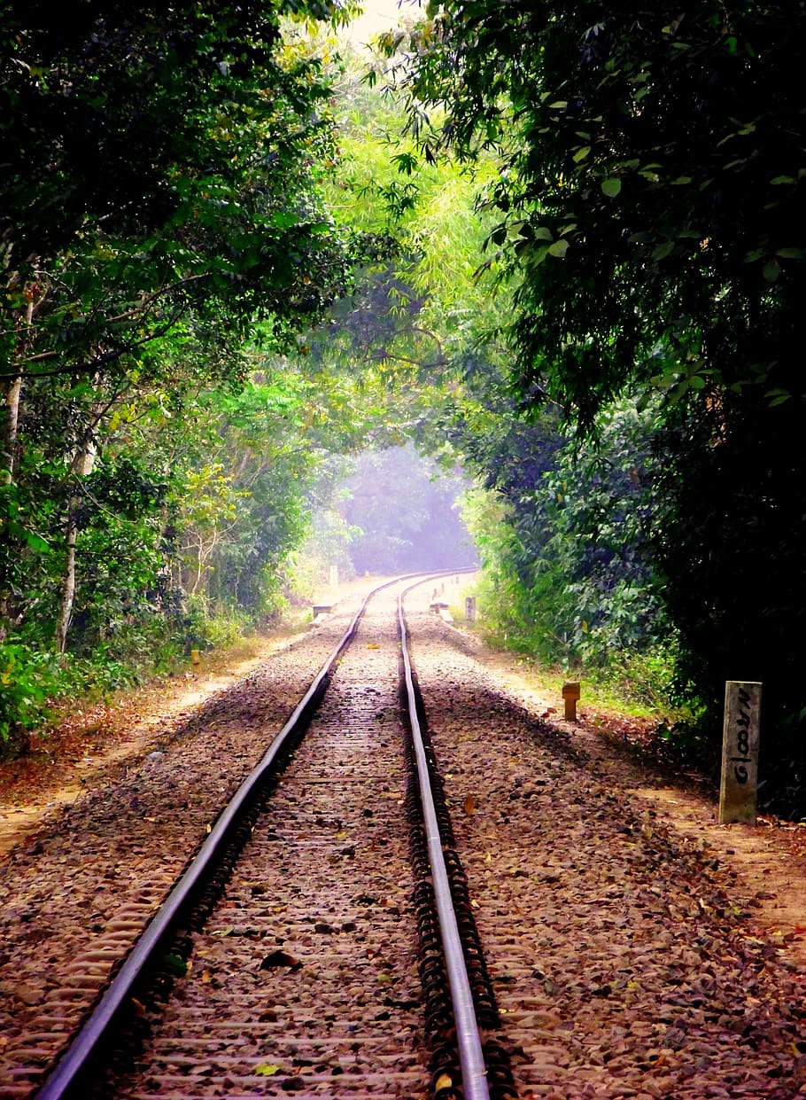 Nature, Tree, Rail Track, Forest, Green, leaf, natural, plant HD wallpaper