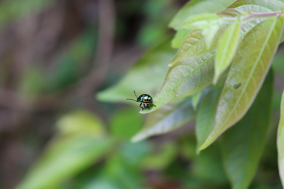 bug, leaf, nature, green, insect, garden, pest, plant, natural HD wallpaper