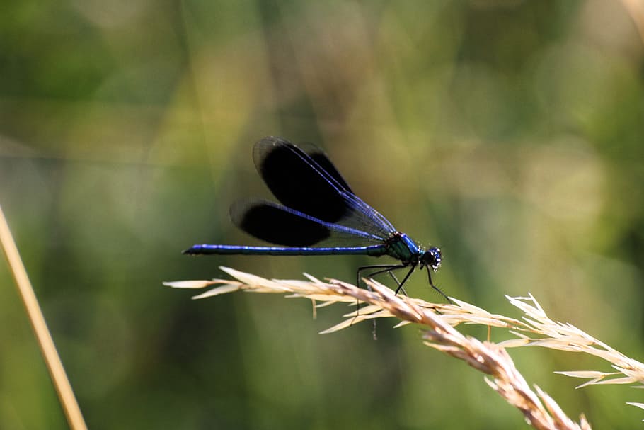 dragonfly, nature, insect, invertebrate, animals in the wild HD wallpaper