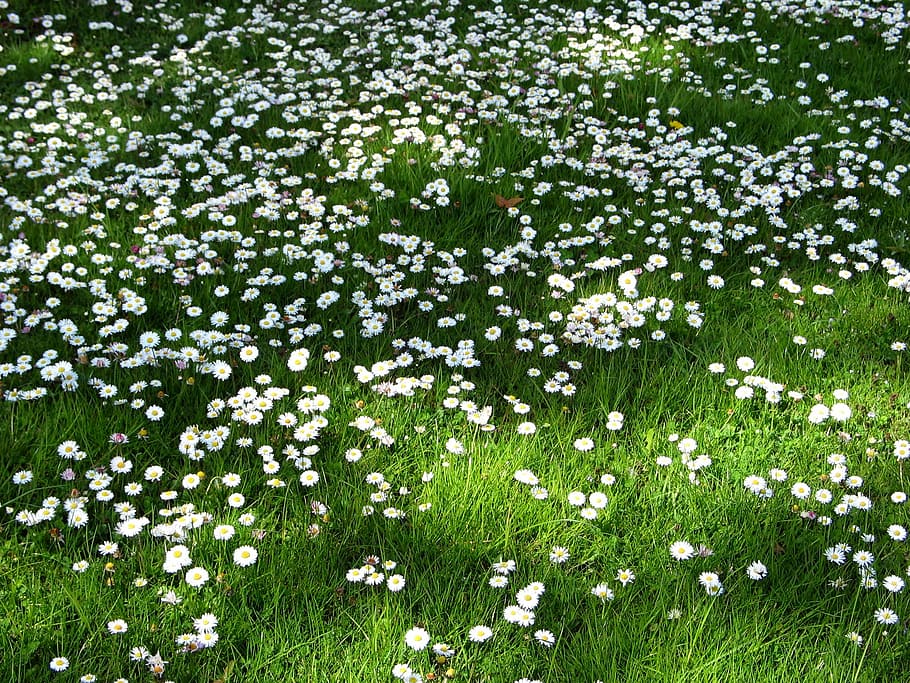 Spring, Meadow, Gases, Daisy, Dandelion, wildflowers, green HD wallpaper