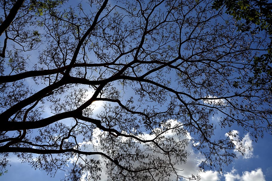 tree, leaves, twigs, sky, clouds, plant, low angle view, branch HD wallpaper