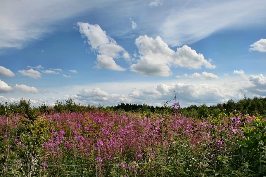 summer landscape, forest, sky, clouds, heideröschen, wild plants HD wallpaper