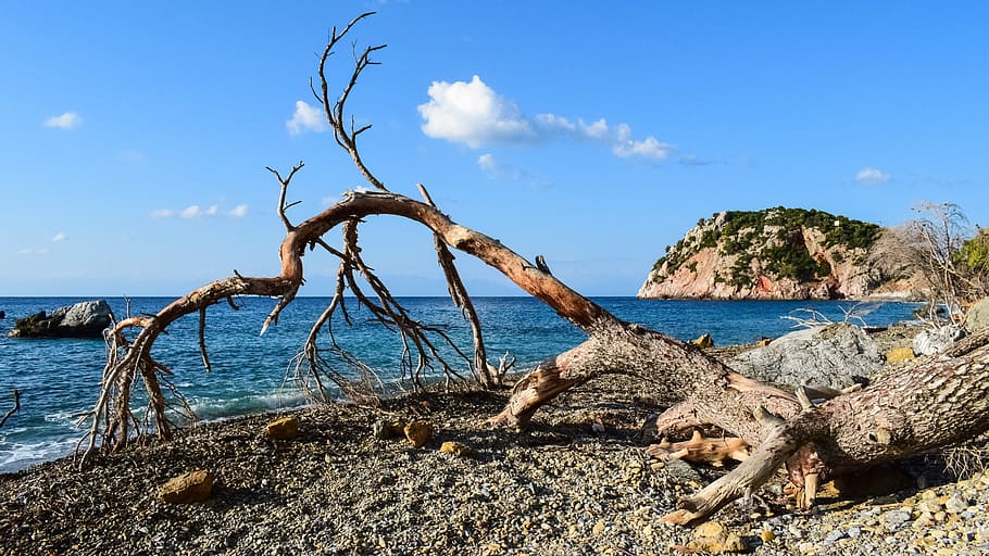 beach, wild, fallen tree, empty, nature, morning, landscape HD wallpaper