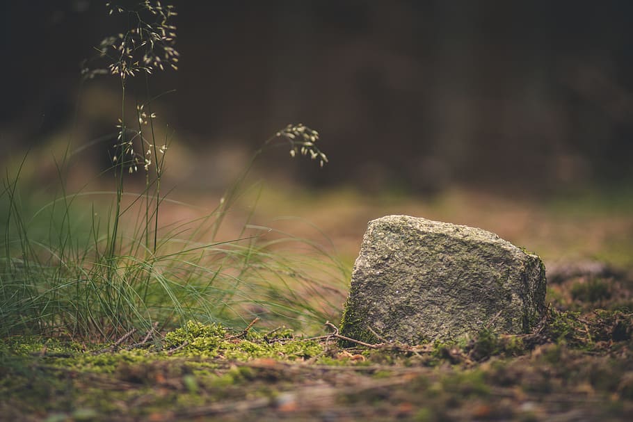 gray stone on green field, forest, nature, ground, mystical HD wallpaper