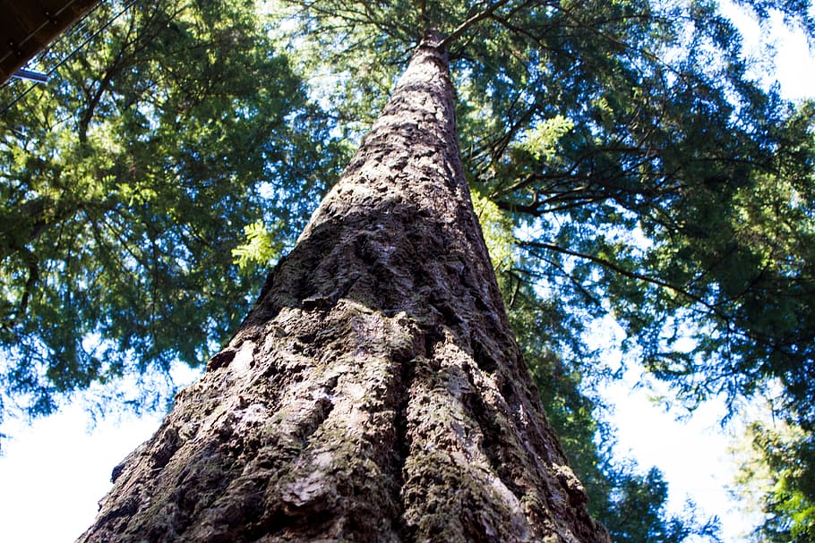 tree, view up, foliage, nature, trunk, brown, outdoor, low angle view HD wallpaper