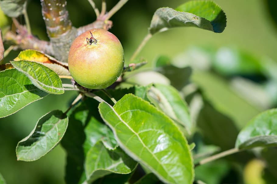 Apple Tree, Mature, ripening process, nature, of course, bio HD wallpaper