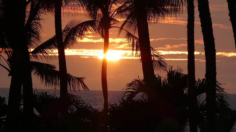 sunset, dawn, dusk, evening, palm tree, sky, beauty in nature HD wallpaper