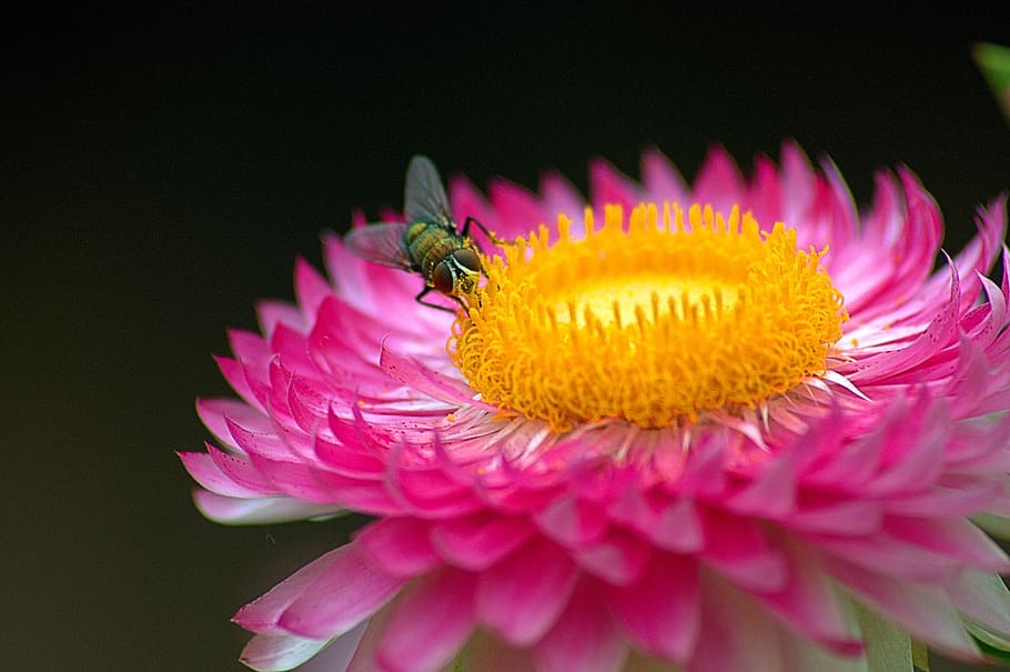 Macro, Fly, Flower, Pink, Insect, nature, pink Color, plant HD wallpaper