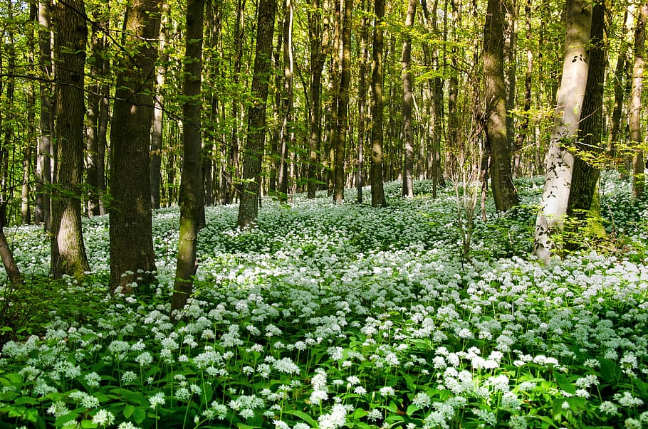 landscape photograph of field of white flowers on woods, bear's garlic