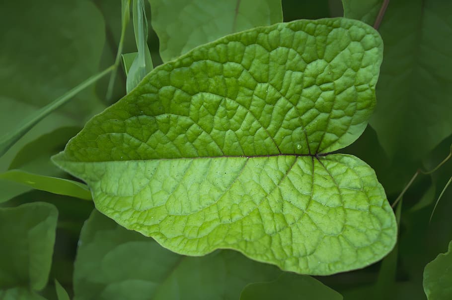 natural, leaf, green, large leaf, green color, plant part, close-up HD wallpaper