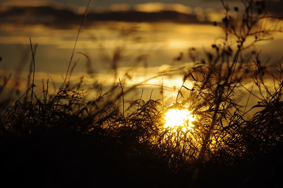 sunset, plants, grass, nature, sky, landscape, season, summer HD wallpaper