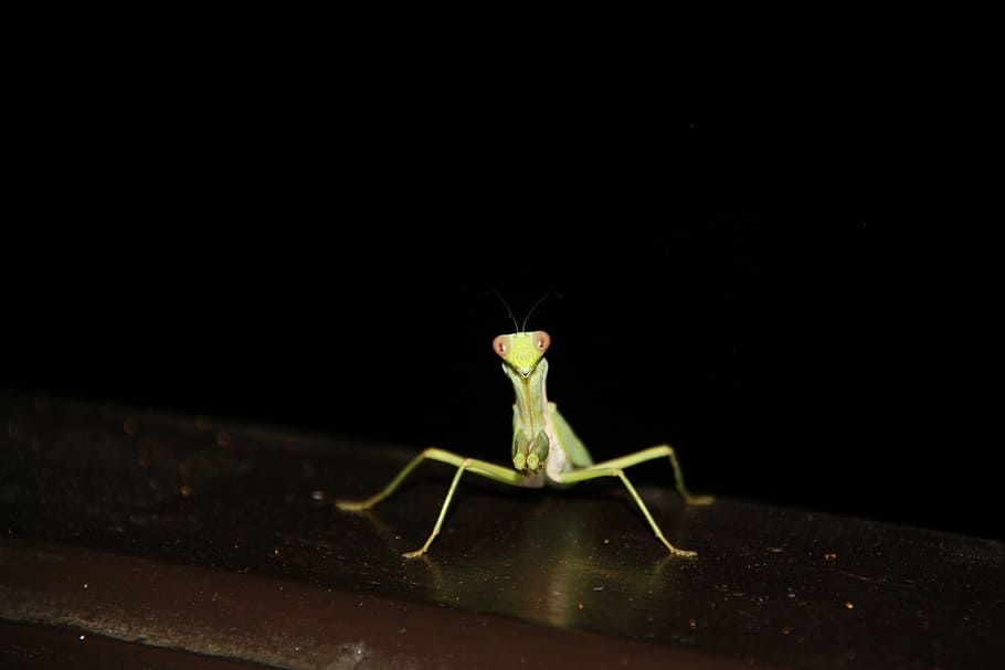 insect, night, green, invertebrate, animal, animal themes, one animal HD wallpaper