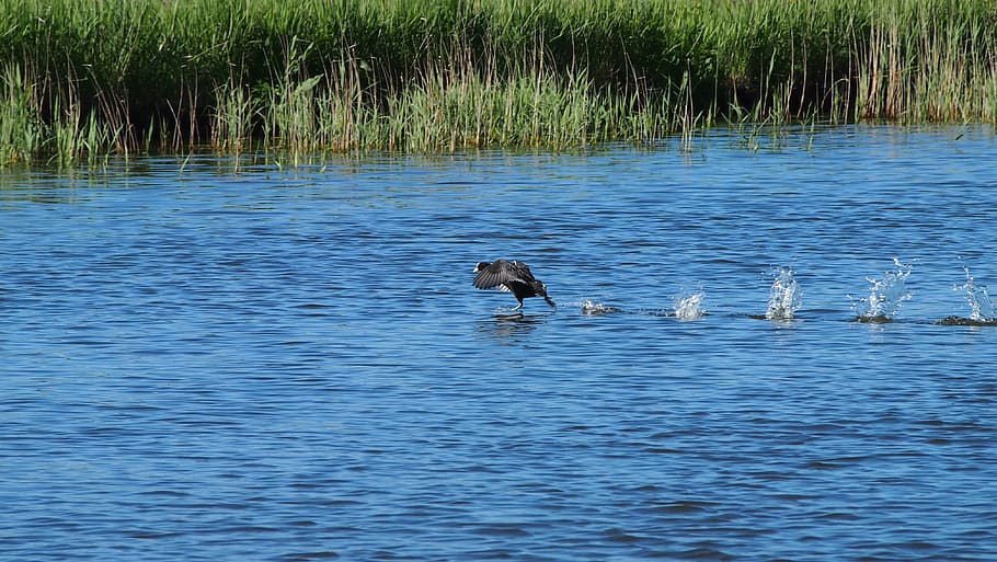 bird, water, netherlands, animal themes, animals in the wild HD wallpaper