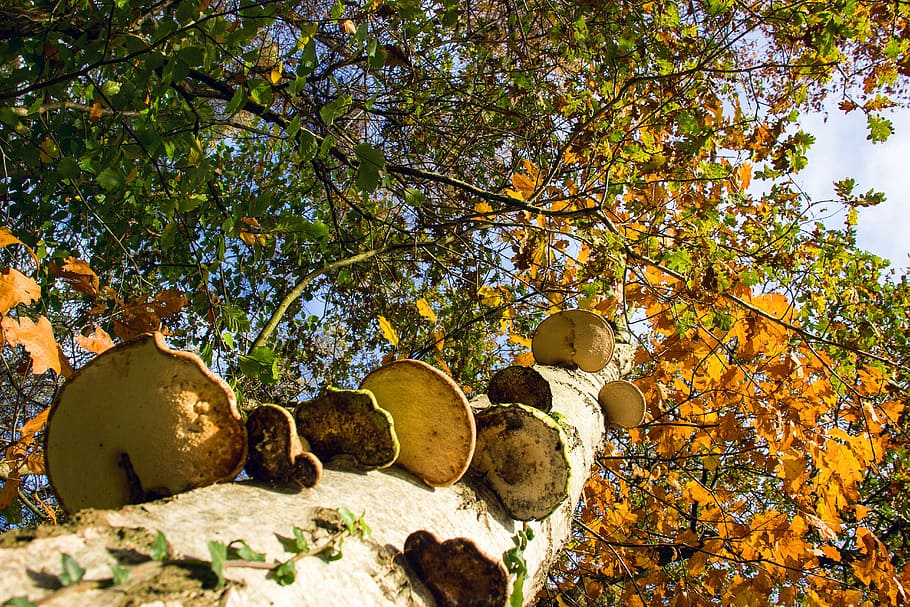 Tree, Agaric, Nature, Autumn, no people, day, outdoors, leaf HD wallpaper
