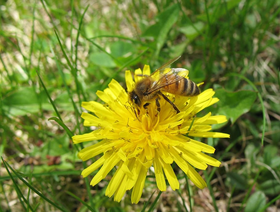 bee, honey, dandelion, spring, flower, nature, yellow, insect HD wallpaper