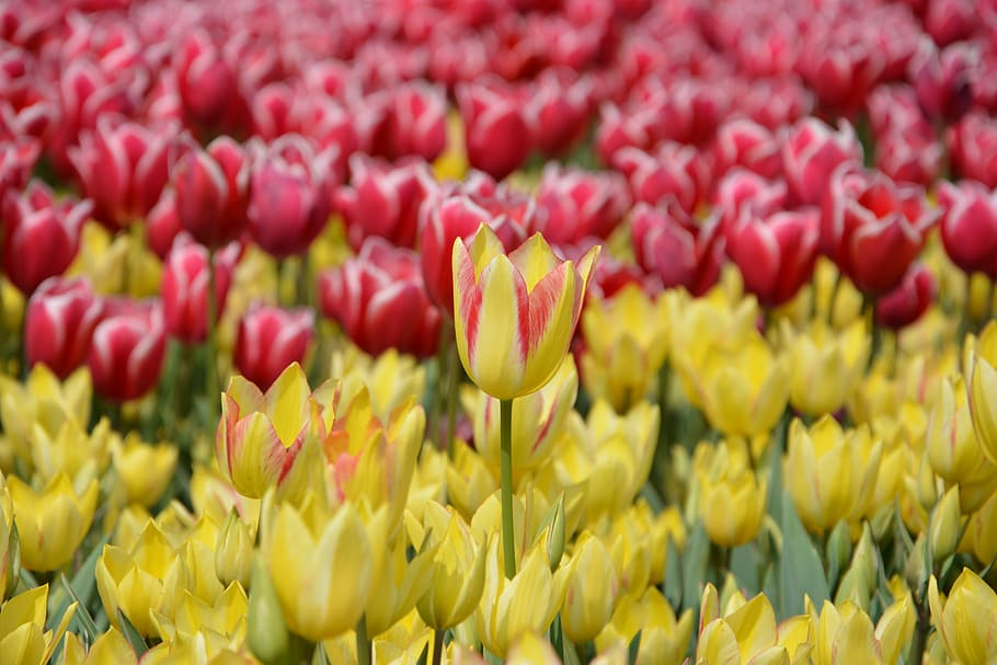 tulips, flower, nature, spring, daisy, macro, spring flowers HD wallpaper