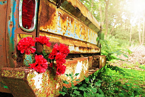 red carnation flowers on brown car, rust, floral, rustic, love HD wallpaper