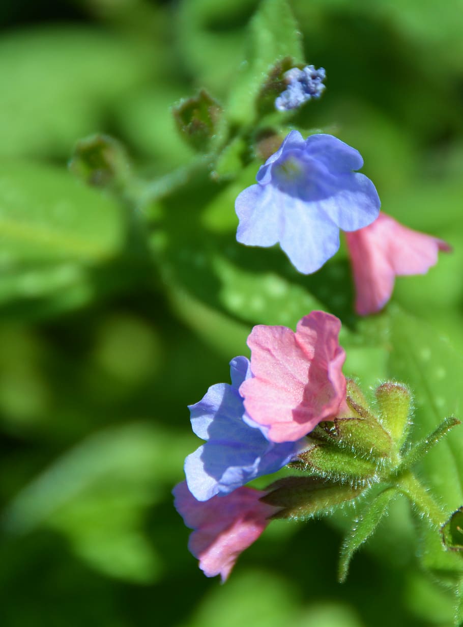 pulmonaria, flower, flowers, macro, colorful, nature, spring HD wallpaper