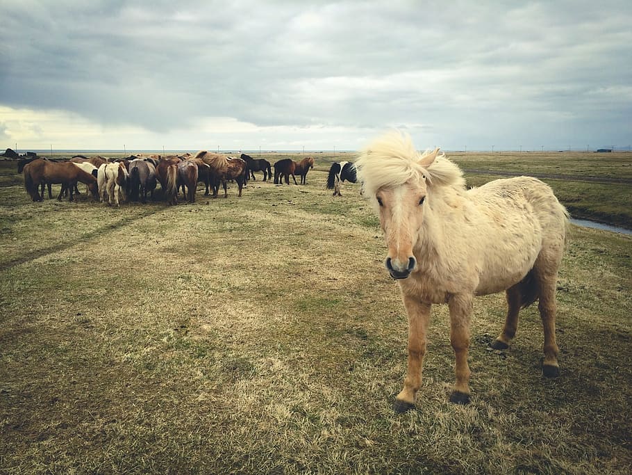horses, animals, grass, field, livestock, domestic, mammal HD wallpaper