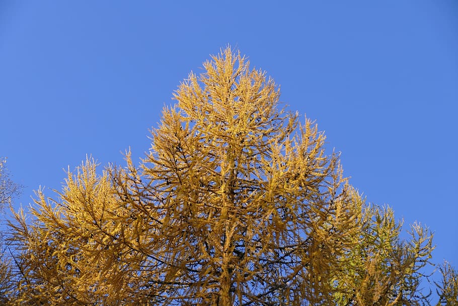tree, nature, wood, fall, season, leaf, landscape, plant, low angle view HD wallpaper