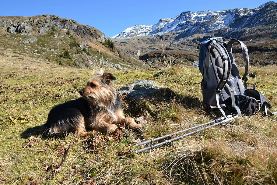 hiking, dog, backpack, mountains, nature, landscape, friend HD wallpaper