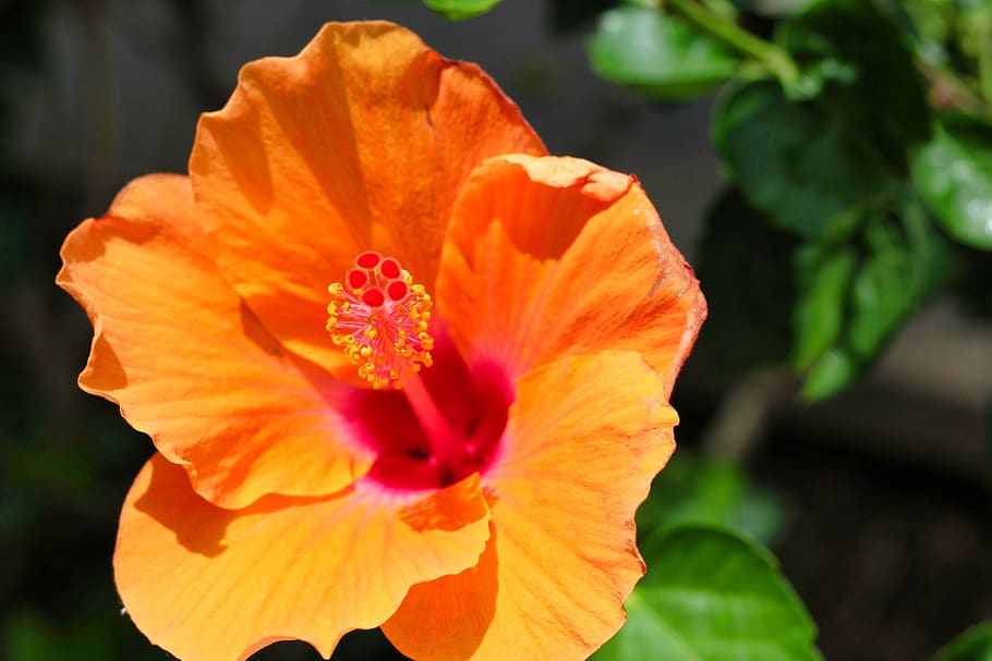 Hibiscus orange 1080P, 2K, 4K, 5K HD wallpapers free download