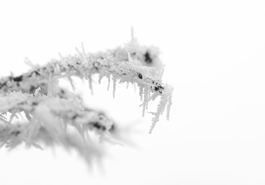 macro, nature, winter, snow, white, cold temperature, ice, white color HD wallpaper