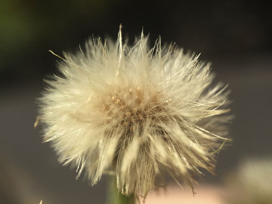 flower, macro, foreground, flowers, petal, nature, garden, canary garden HD wallpaper