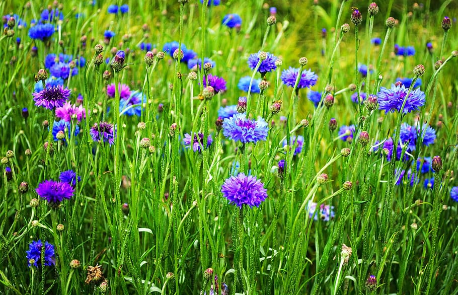 purple and blue petaled flowers, beauty, blossom, bluebottle, HD wallpaper