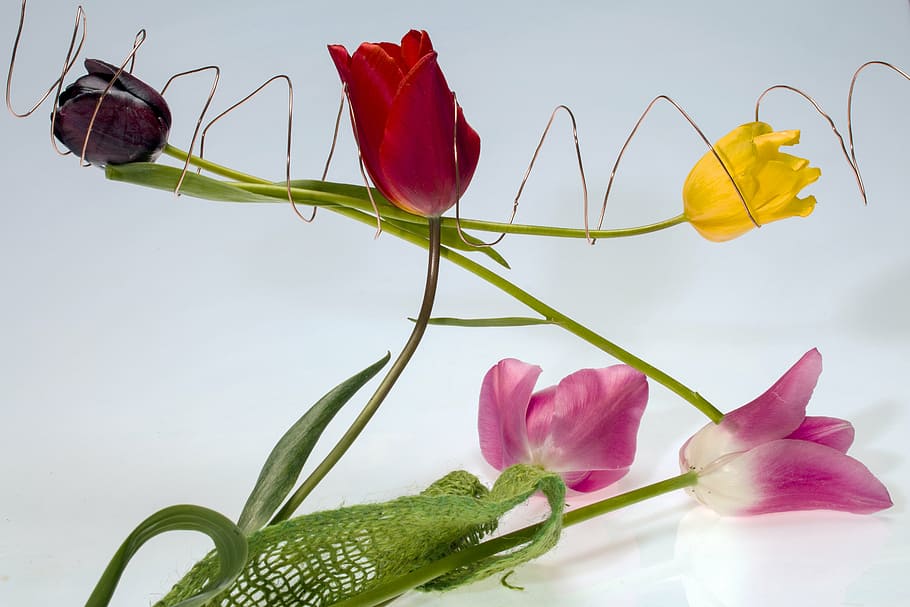 tulips, flowers, wire, spring, yellow, red, pink, nature, plant HD wallpaper