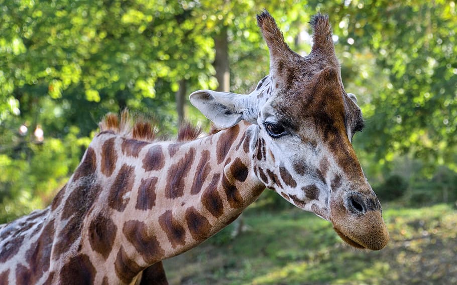 giraffe, head, neck, green, animal, animal themes, one animal HD wallpaper