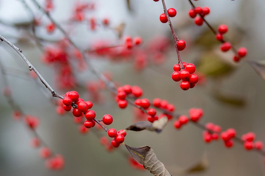 nature, branch, winter, tree, outdoors, berries, xmas, christmas HD wallpaper