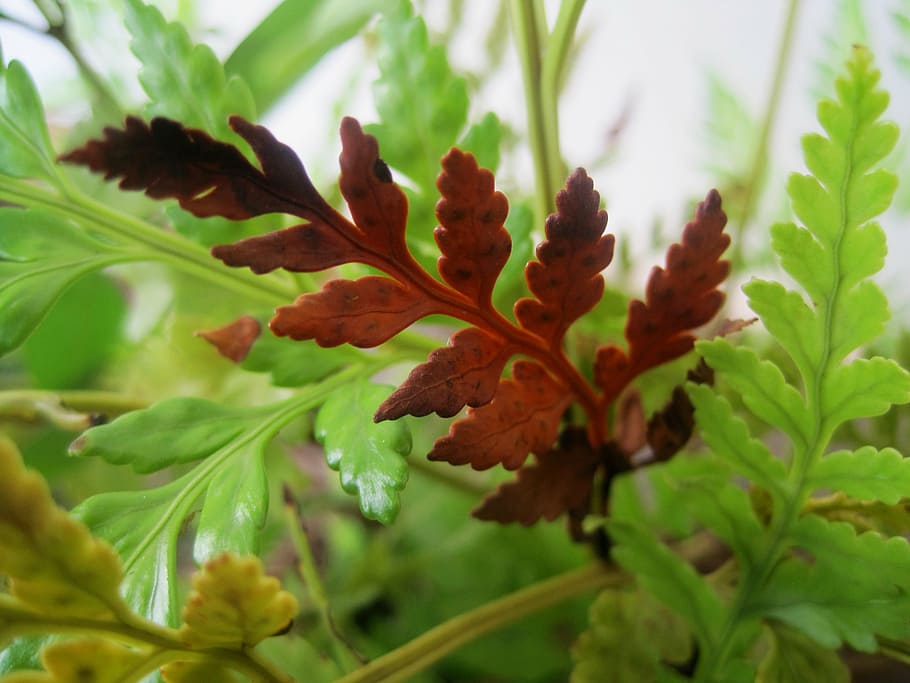 fern, green, leaf, leaflets, serated, browning, nature, plant HD wallpaper