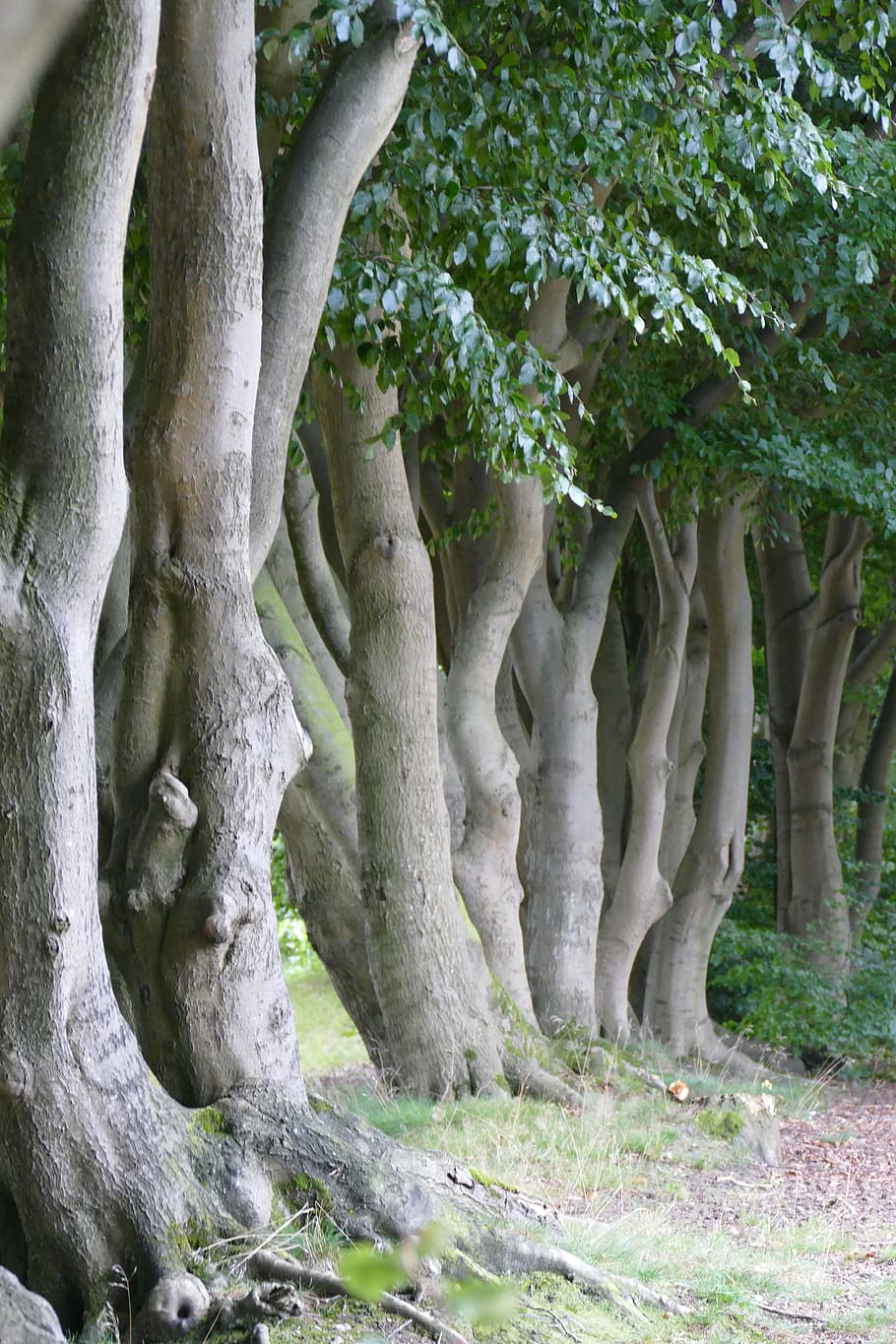 book, trees, construction, strains, hornbeam, log, plant, tree trunk HD wallpaper