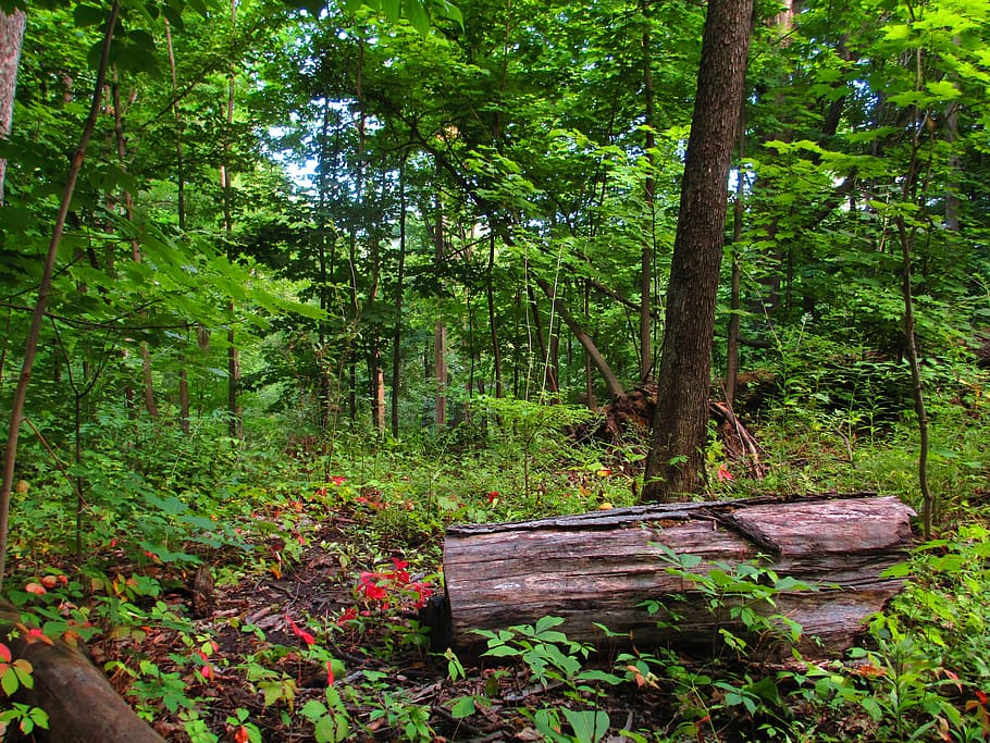Log, Forest, Day, vibrant, green, outdoor, summer, nature, tree HD wallpaper