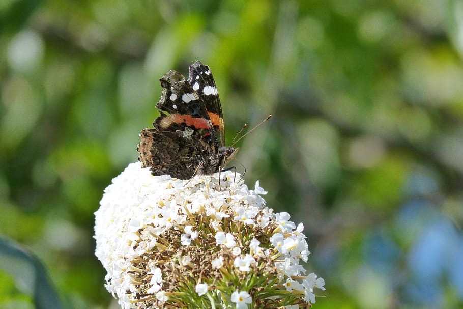 butterfly, proboscis, antennae, insect, animal themes, animal wildlife HD wallpaper