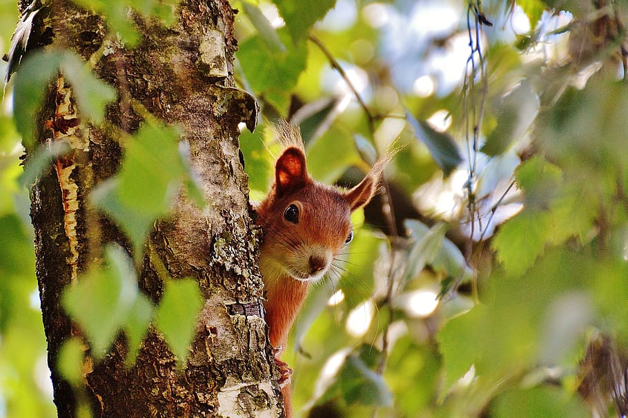 selective focus photo of squirrel on tree, nager, cute, nature HD wallpaper