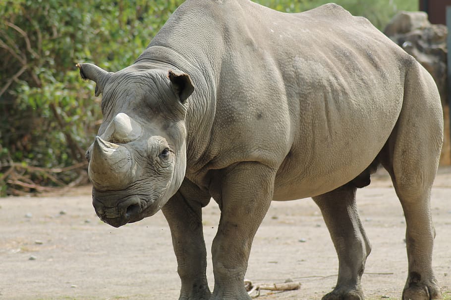 rhino, zoo, panzer, animal themes, animal wildlife, mammal HD wallpaper