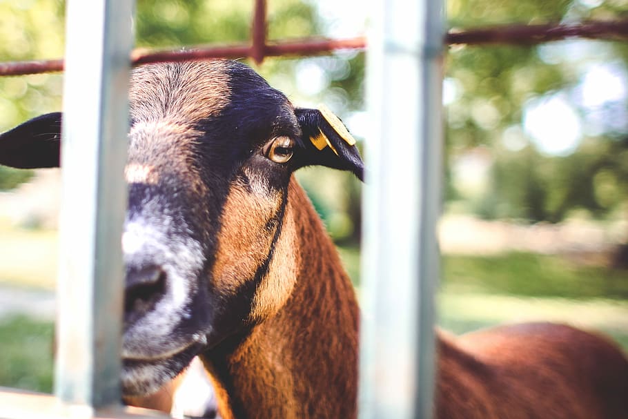 Goat Looking Over The Fence, animal, nature, zoo, farm, outdoors, HD wallpaper